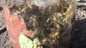 Ловушка для ос                 Результат превзошел все ожидания.