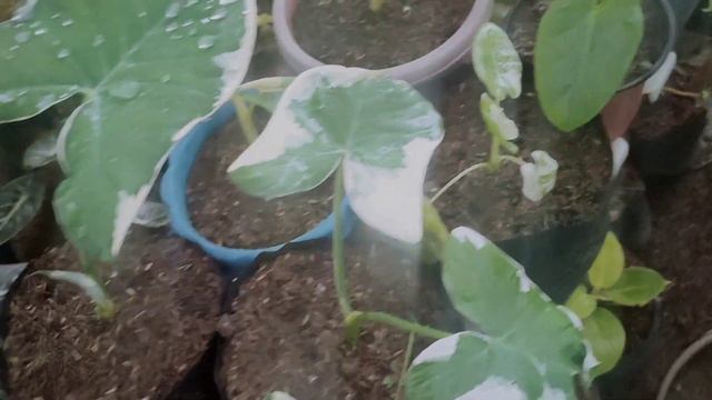 Mga murang rare plants at croton sa Brgy. Bukal Padre Garcia смотреть онлайн