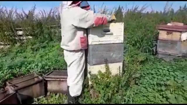 ПРИЕХАЛА ПРОВЕРКА/КТО НАПИСАЛ ЖАЛОБУ?НЕ ЗНАЮТ/МУЖИКИ НА ПАСЕКЕ МЫ ДОМА/ смотреть онлайн