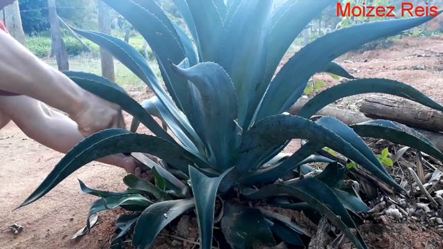 Agave fazendo poda смотреть онлайн