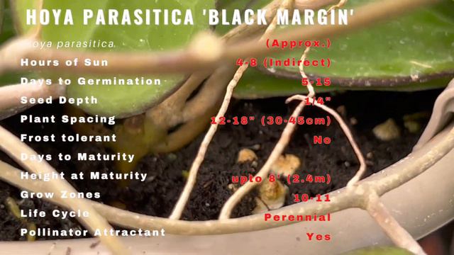 HOYA PARASITICA 'BLACK MARGIN' Information & Growing Tips!