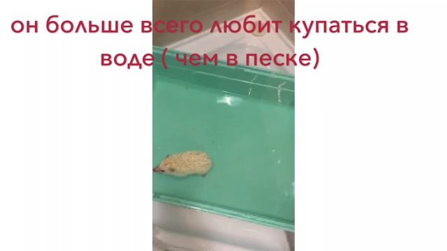 Содержание африканских ежиков смотреть онлайн