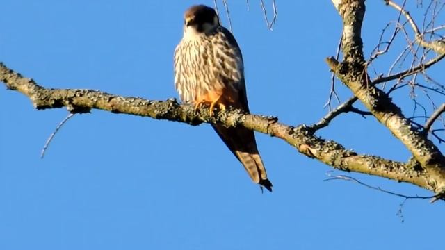 Орнитология. Сокол чеглок. смотреть онлайн