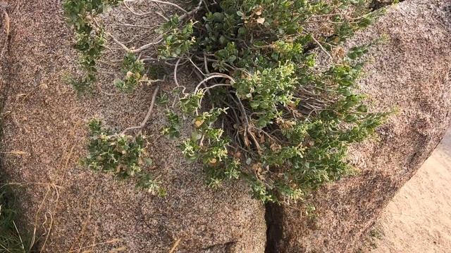 Путешествие по США, штат КАЛИФОРНИЯ. МЕСТО НЕЗЕМНОЕ!!!!Joshua Tree National Park. смотреть онлайн