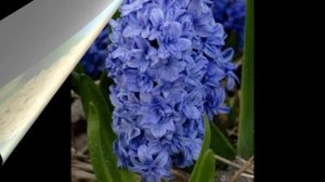 Достаем гиацинты для выгонки к 8 марта