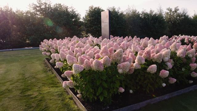 Hydrangea paniculata Living Candy Love смотреть онлайн