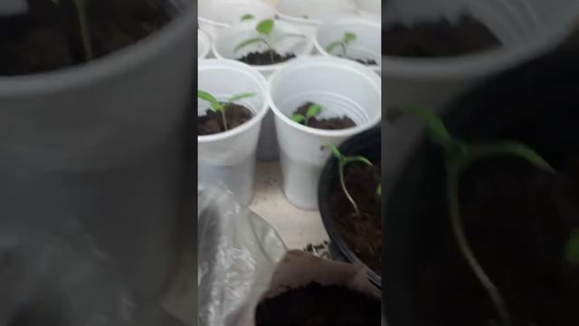 обзор рассады к сожелению есть неудачи при выращивании растений смотреть онлайн