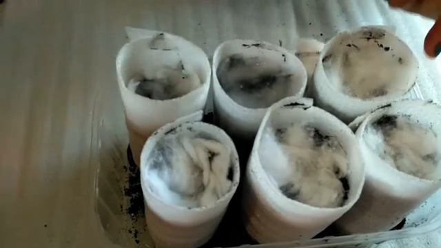 Сажаю цветочки Лабелии