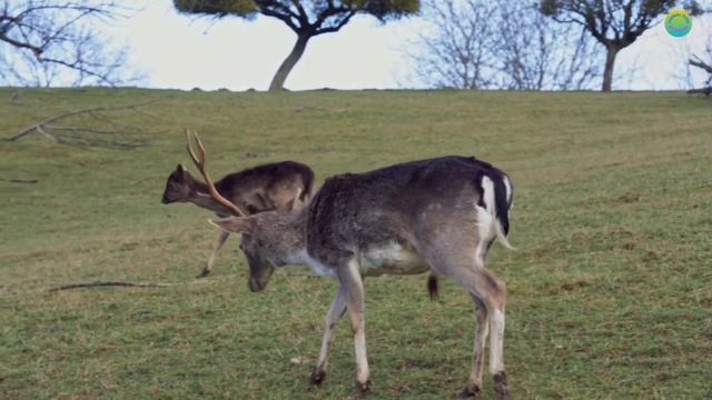 Membersihkan Jerapah Harimau Sapi Dinosaurus T-rex Angsa Bebek Kambing Kuda Lobster Serigala Ikan