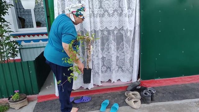 Украинское село.Снимаю для внуков и правнуков.??? смотреть онлайн