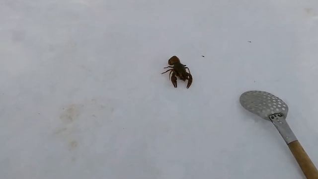 Зимняя рыбалка. Старый друг спустя 2 года. Теперь знаю где раки зимуют. Начало дачного сезона 2022. смотреть онлайн