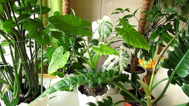 Ароидные. Полив. Эмоционально! смотреть онлайн