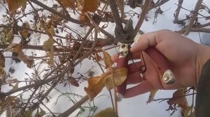 Осенняя обрезка вейгелы.