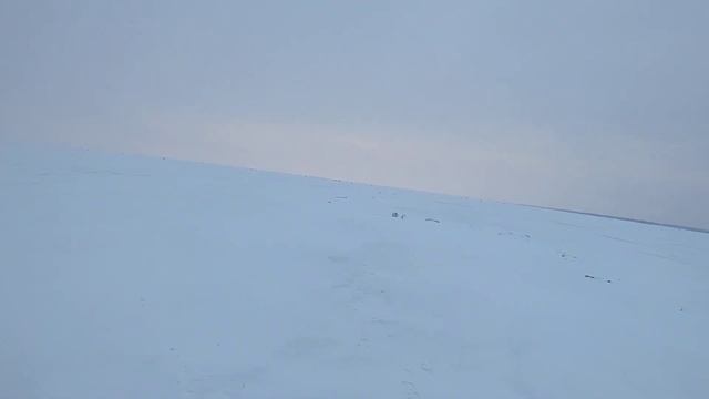 Окунь со льда творит чудеса Чудское озеро зимняя рыбалка