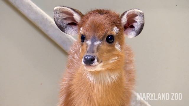 Sitatunga Calf June смотреть онлайн