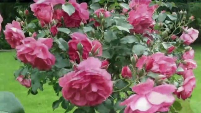 Francis Goya - Million Scarlet Roses смотреть онлайн