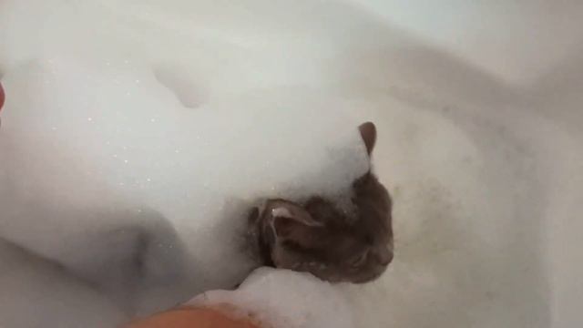 КАК ПОМЫТЬ КОШКУ? ЧТОБ КОШКЕ НРАВИЛОСЬ КУПАТЬСЯ ?