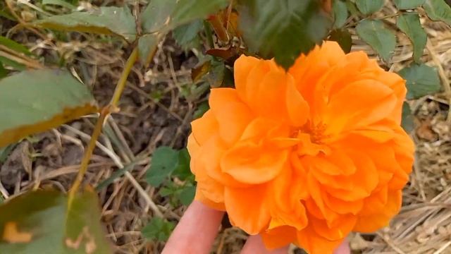 Зацветают розы. Первые цветы сезона 2023 смотреть онлайн