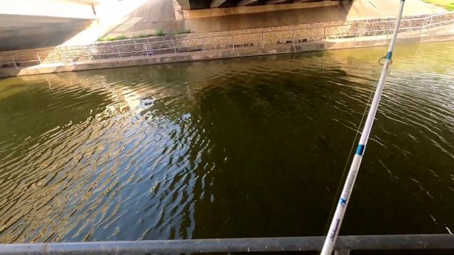 Do Berkley Gulp Earth Worm ? work fishing for Bluegills? #fishinglife #fishing смотреть онлайн