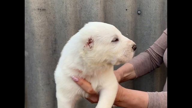 Девочка Али Аладжа Харизма 23 дня (Али Аладжа Енесай- Али Аладжа Услада) Помет "Х" смотреть онлайн