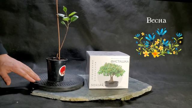 Сад Радости: Фисташка (инструкция по посадке, пересадке и формированию) смотреть онлайн