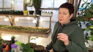 Две причины гибели крупнолистных гортензии. Они живы, не выбрасываем