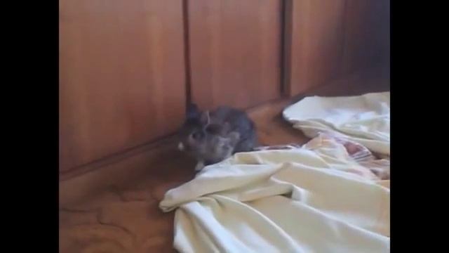 Одурманенный Кролик ! Bunny! смотреть онлайн