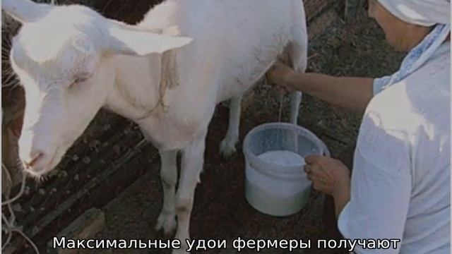 Сколько молока дает коза в сутки смотреть онлайн