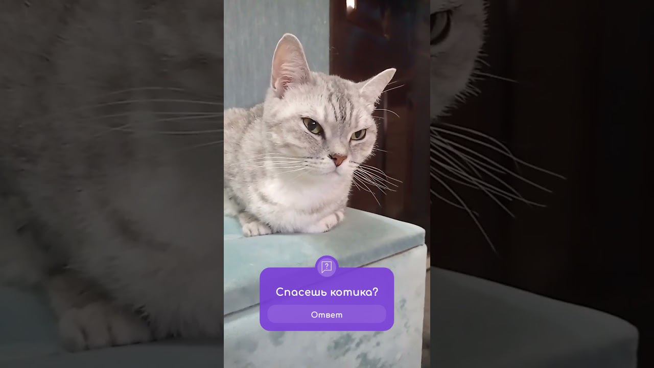 Кого ты спасешь? #shorts смотреть онлайн