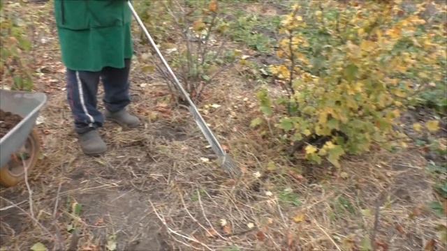 Сделайте ТАК, чтобы смородина хорошо перезимовала ! смотреть онлайн