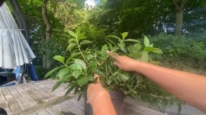 ФОРМИРОВАНИЕ ГОРТЕНЗИИ СБЕЖАВШАЯ НЕВЕСТА