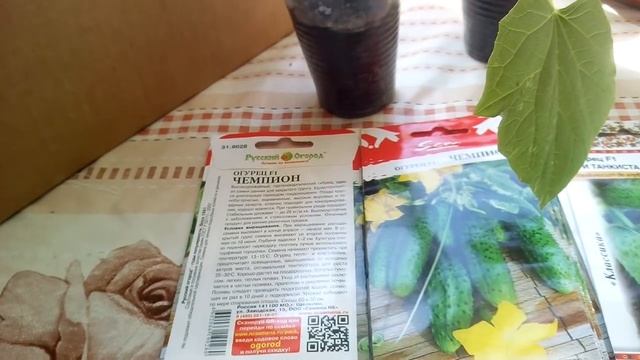 Какие семена огурцов сажаем для теплицы . смотреть онлайн