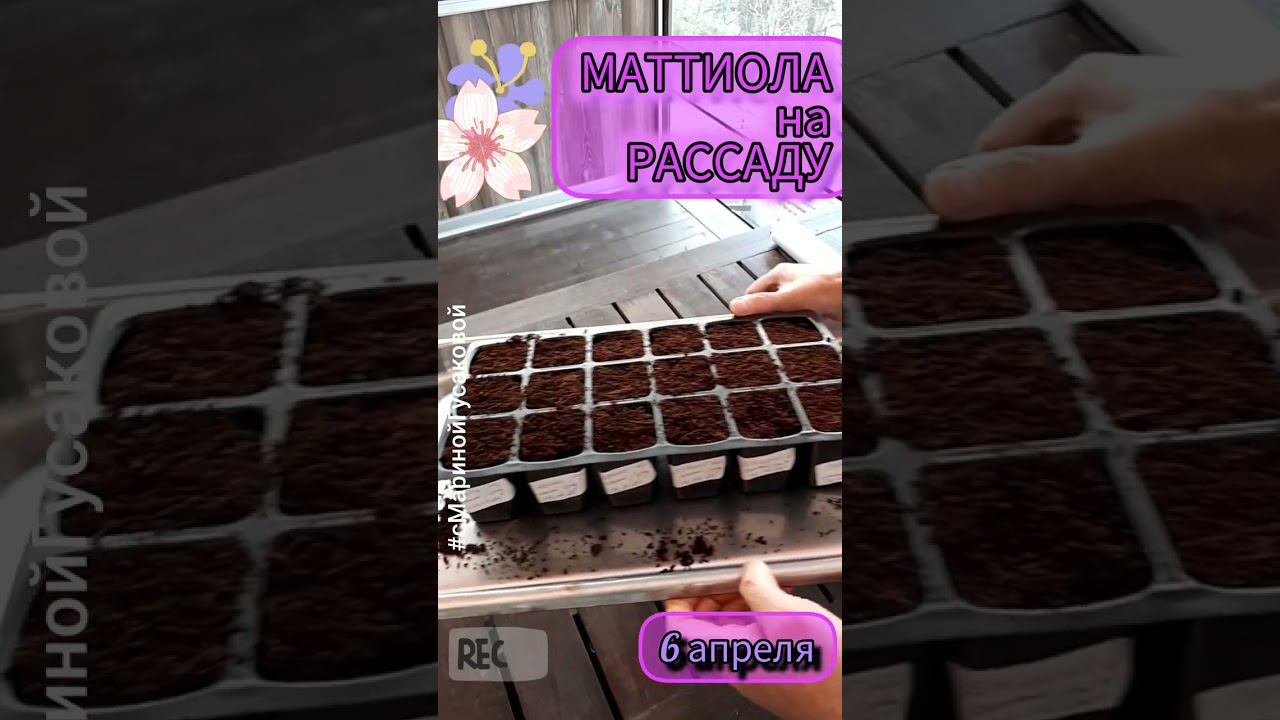 МАТТИОЛА вечерний аромат - ночная фиалка. Сорта на срезку от агрофирмы Партнер | сМаринойГусаковой смотреть онлайн