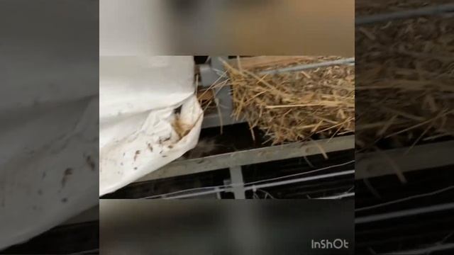 Обзор нашей клетки для кроликов смотреть онлайн