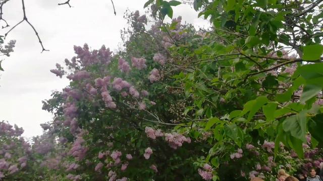 сиреневый сад обзор смотреть онлайн