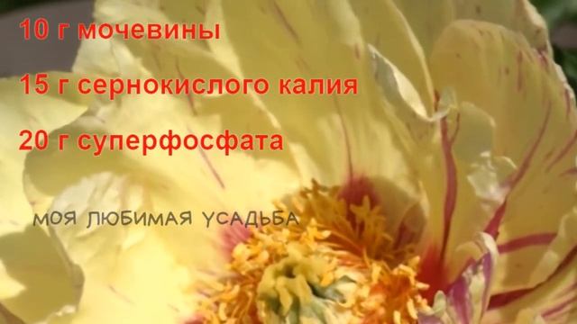 Пионы будут яркие и крупные! Подкормка в период бутонизации смотреть онлайн