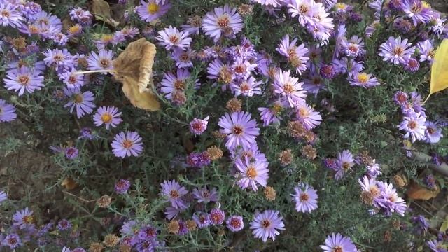 Праздник Покрова Пресвятой Богородицы. Feast of the Intercession of the Blessed Virgin смотреть онлайн