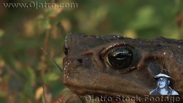 Python vs Killer Toad 01 Narration смотреть онлайн