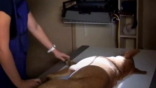 В приюте решили усыпить собаку со сломанной лапой. Но произошло невероятное! смотреть онлайн