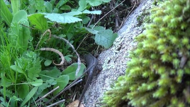 El Gallipato.Datos y curiosidades de este anfibio.(Pleurodeles waltl) смотреть онлайн