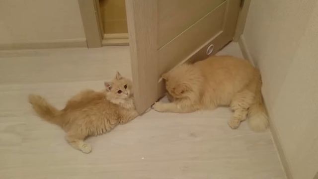 Котики играют/Cats are playing смотреть онлайн