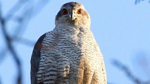 Звуки природы! Ястреб тетеревятник. Красивое пение птиц - Голоса птиц