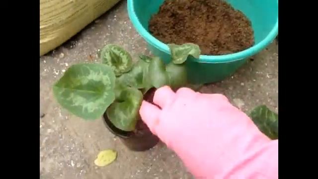 ЦИКЛАМЕН (Cyclamen). Грунт для цикламенов. смотреть онлайн