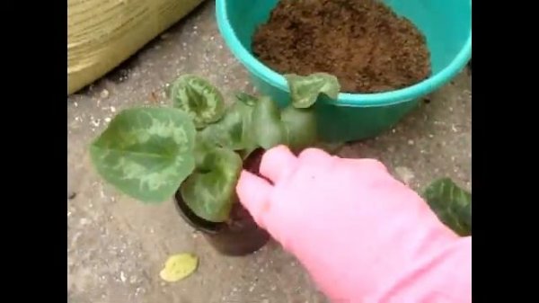 ЦИКЛАМЕН (Cyclamen). Грунт для цикламенов.