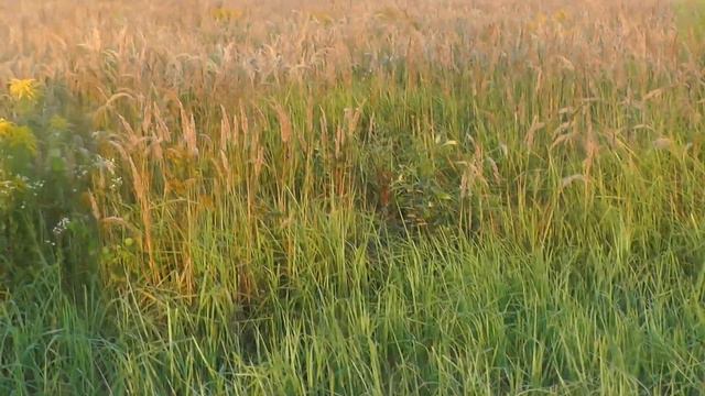 ЭПАНЬОЛЬ БРЕТОН КОЖАНЫЙ НОС ЗУЛЕЙКА ПО КУРОПАТКАМ НАКОСЯЧИЛА смотреть онлайн