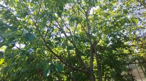 Основные принципы при понижении кроны летом. Отвечаю на вопросы.