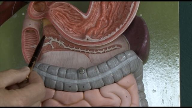 Anatomy 6, Gastrointestinal tract смотреть онлайн