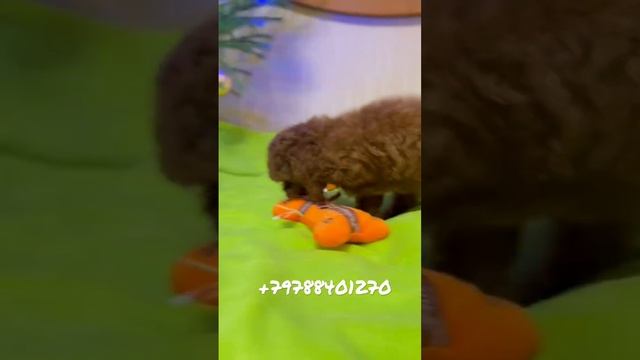 Тикап пудель микро Корейский тип teacup teddy poodle girl смотреть онлайн