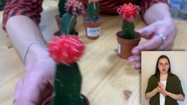 Гимнокалициум японский { СУРДОПЕРЕВОД } необычный цветной кактус | Как правильно ухаживать смотреть онлайн