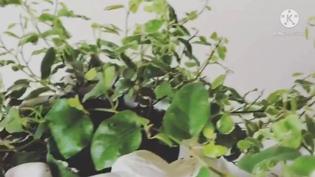 Ficus pumila/Wall creeper/Climbing fig vine/Ficus repens/Chipkali bel//Ficus pumila variegata/Care смотреть онлайн